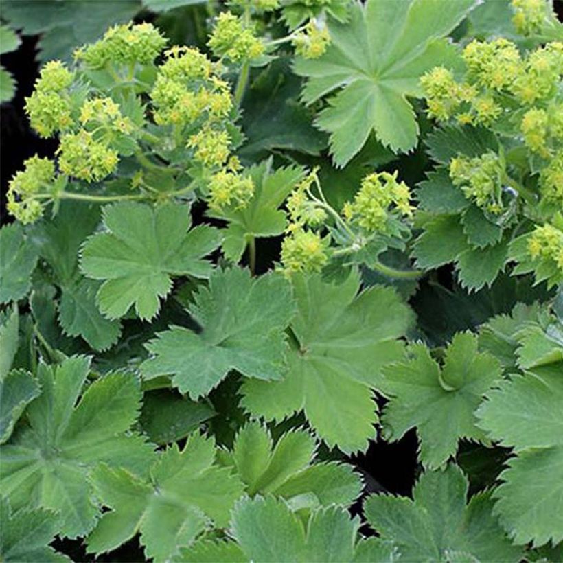 Alchemilla sericata Gold Strike (Folhagem)