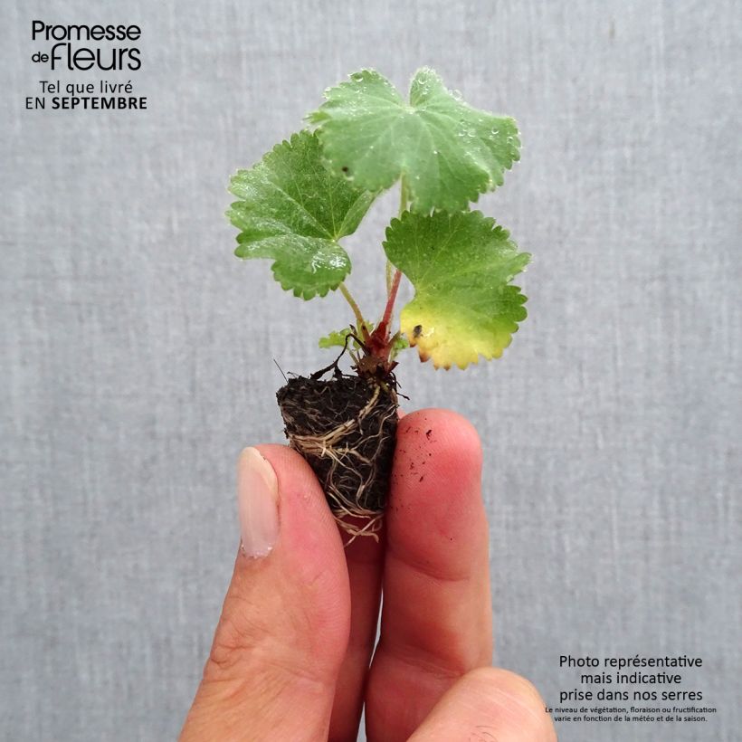 Amostra de Alchémille commune - Alchemilla mollis Mini-torrão Ø 1,5/2,5 cm tal como entregue no outono