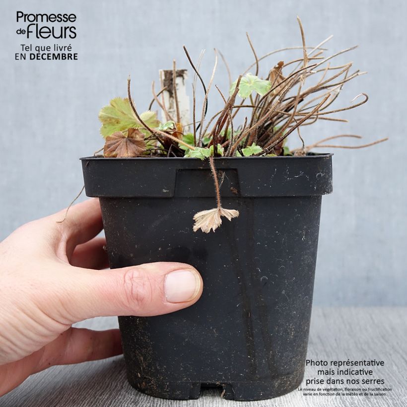 Amostra de Alchemilla mollis Vaso de 2 L/3 L tal como entregue no outono