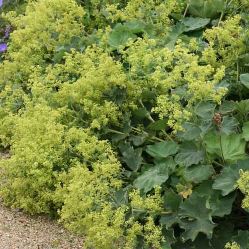 Alchemilla mollis (Hábito)