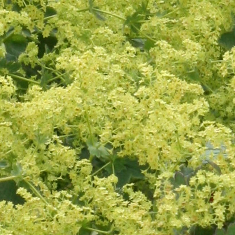 Alchemilla mollis (Floração)