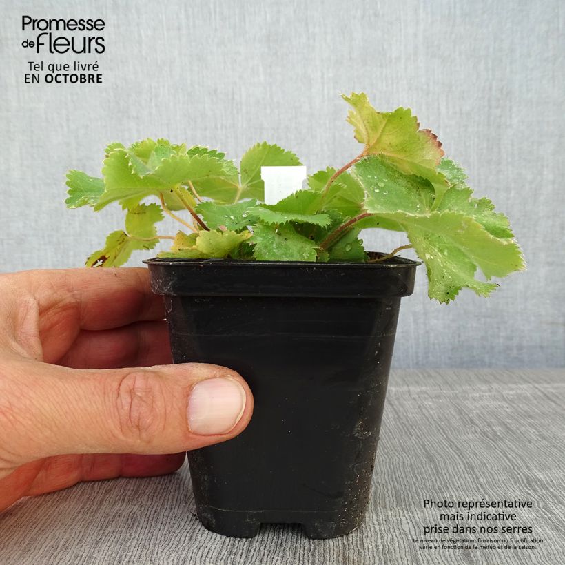 Amostra de Alchemilla mollis Thriller Vaso de 8/9 cm tal como entregue no outono