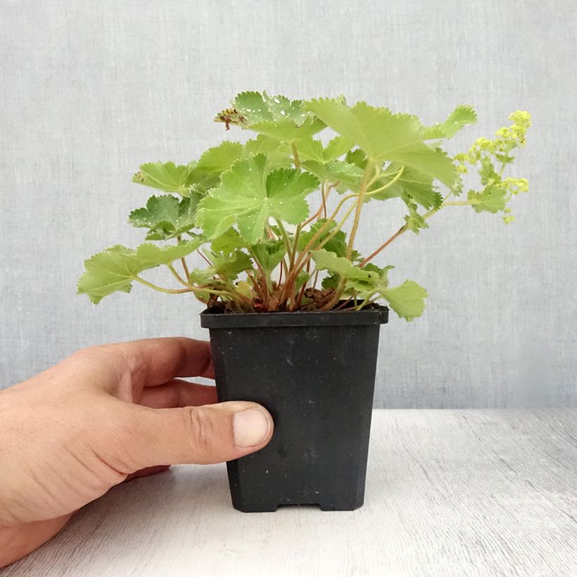 Amostra de Alchemilla mollis Thriller Vaso de 8/9 cm tal como entregue no verão