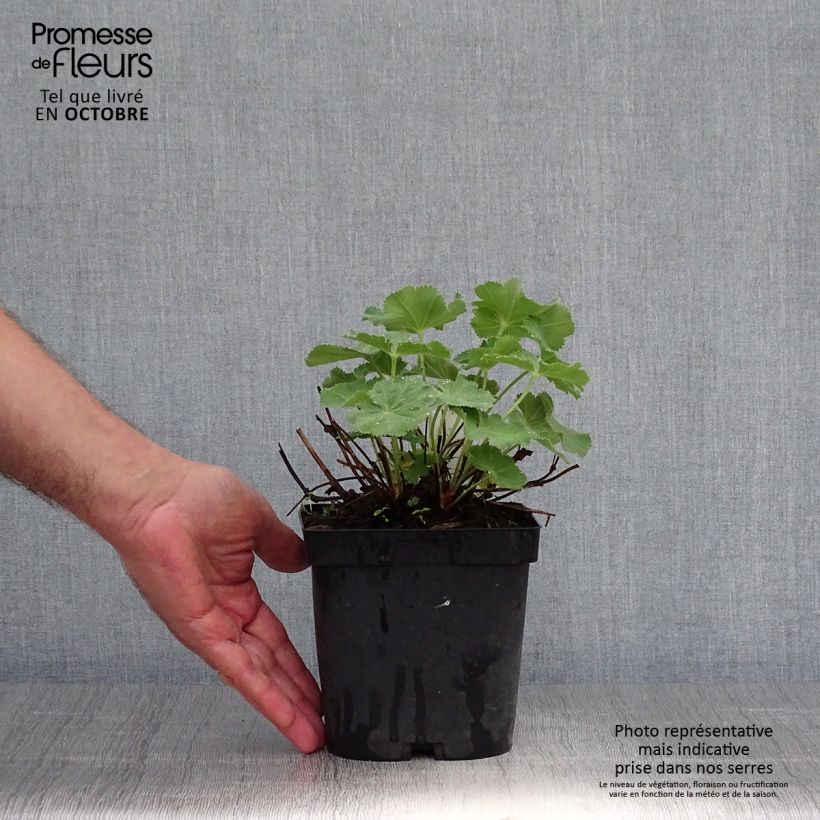 Amostra de Alchemilla mollis Thriller Vaso de 2 L/3 L tal como entregue no outono