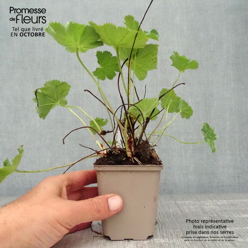 Amostra de Alchemilla vulgaris Vaso de 8/9 cm tal como entregue no outono