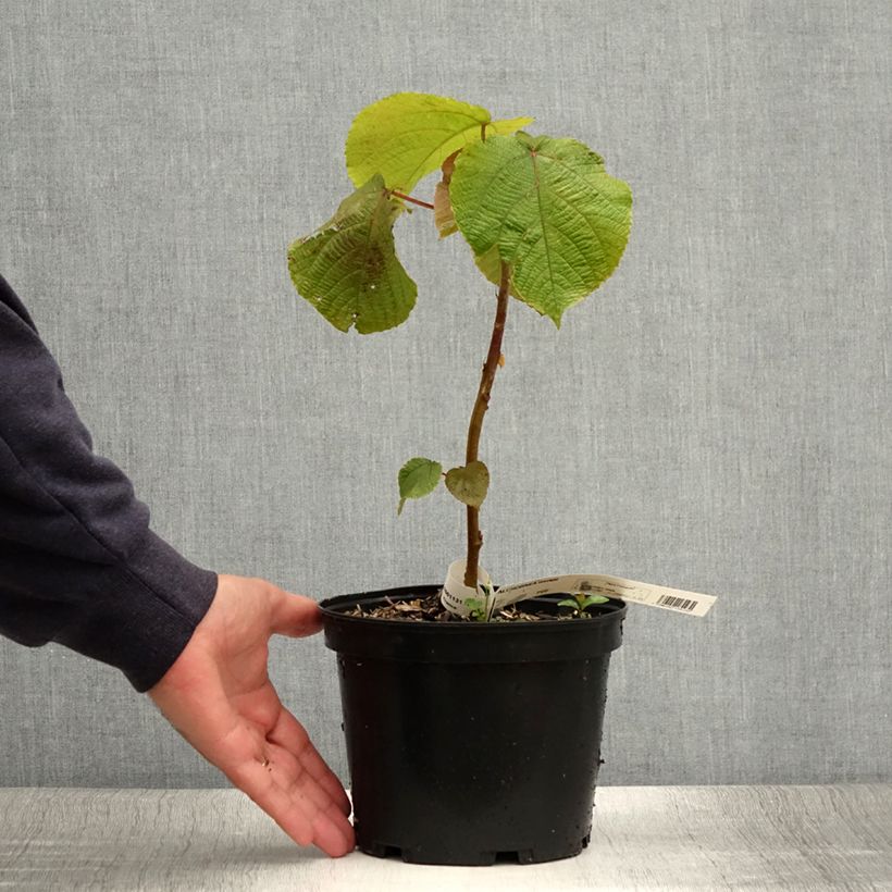 Amostra de Alchornea davidii Vaso de 3 L/4 L tal como entregue no verão