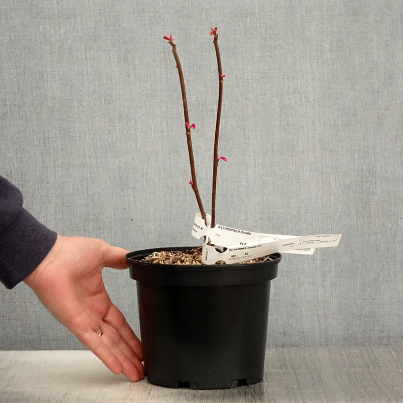 Amostra de Alchornea davidii Vaso de 3 L/4 L tal como entregue na primavera