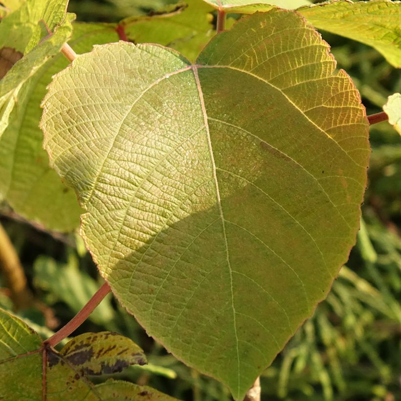 Alchornea davidii (Folhagem)