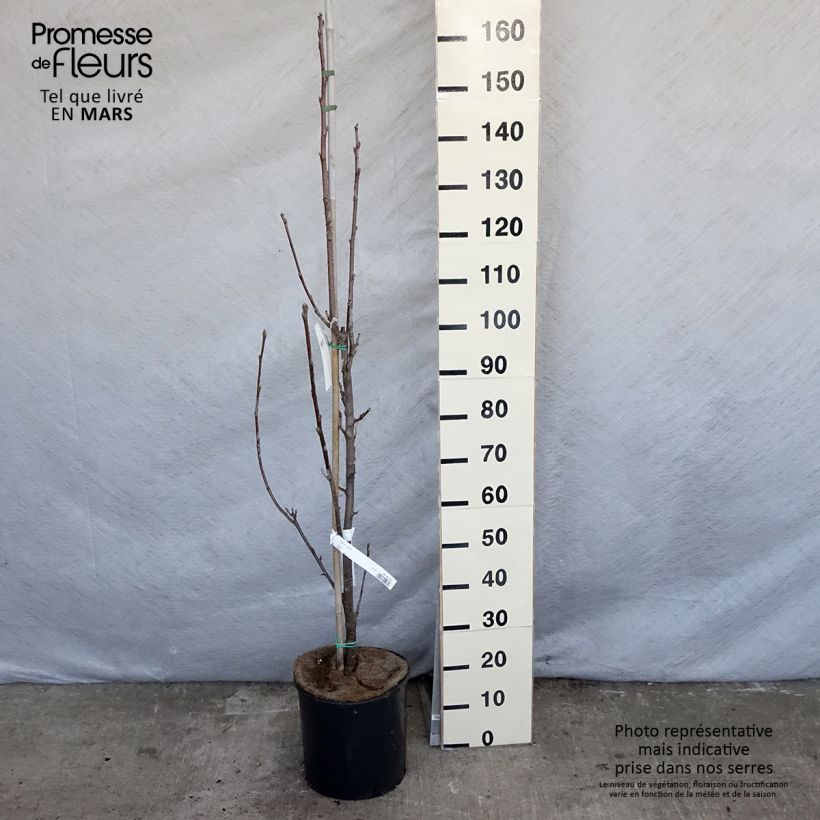 Amostra de Mostajeiro Lutescens - Sorbus aria Vaso de 12 L/15 L, Haste tal como entregue na primavera