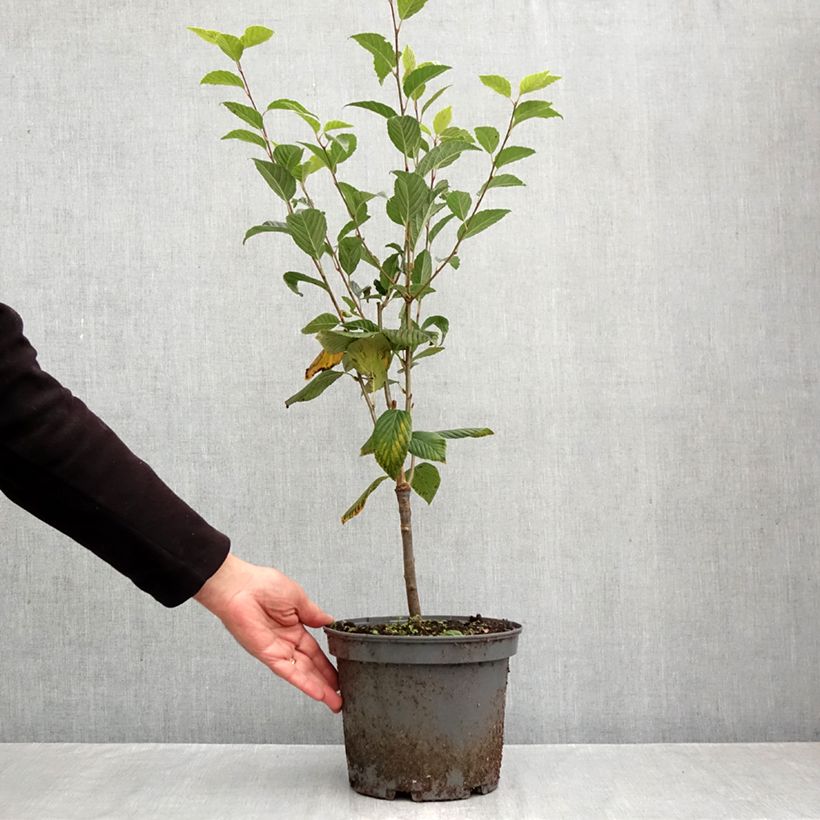 Amostra de Sorbus alnifolia Red Bird - Trainel-do-Japão Vaso de 4 L/5 L tal como entregue no outono