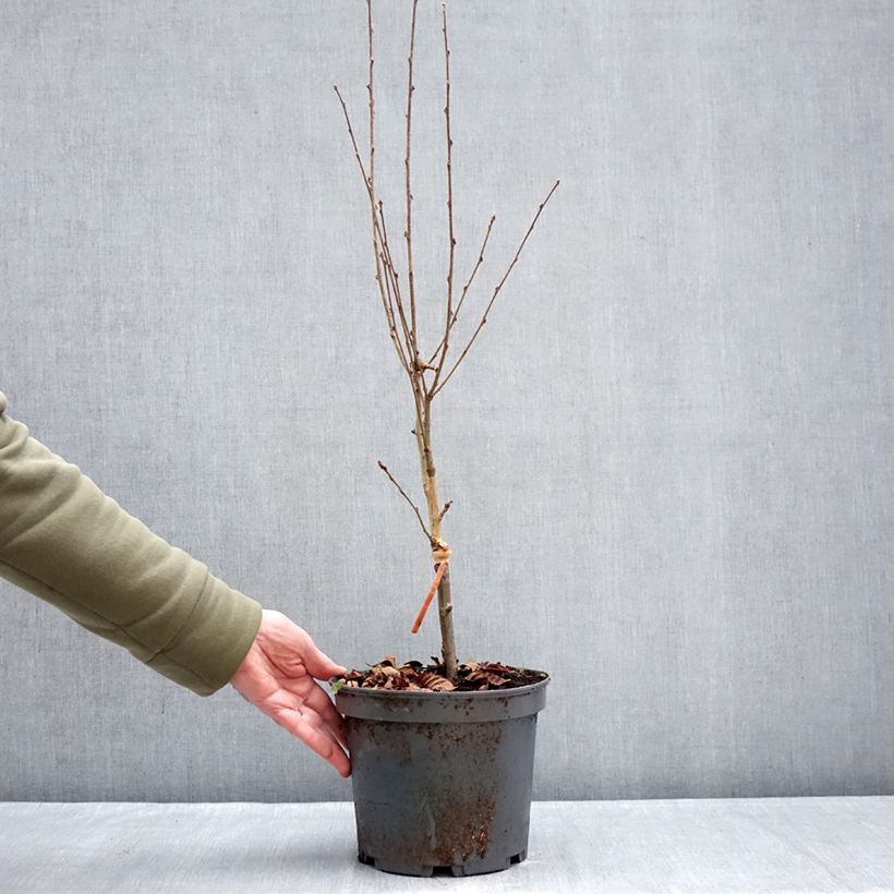 Amostra de Alisier du Japon Red Bird - Sorbus alnifolia  Vaso de 4 L/5 L tal como entregue no inverno