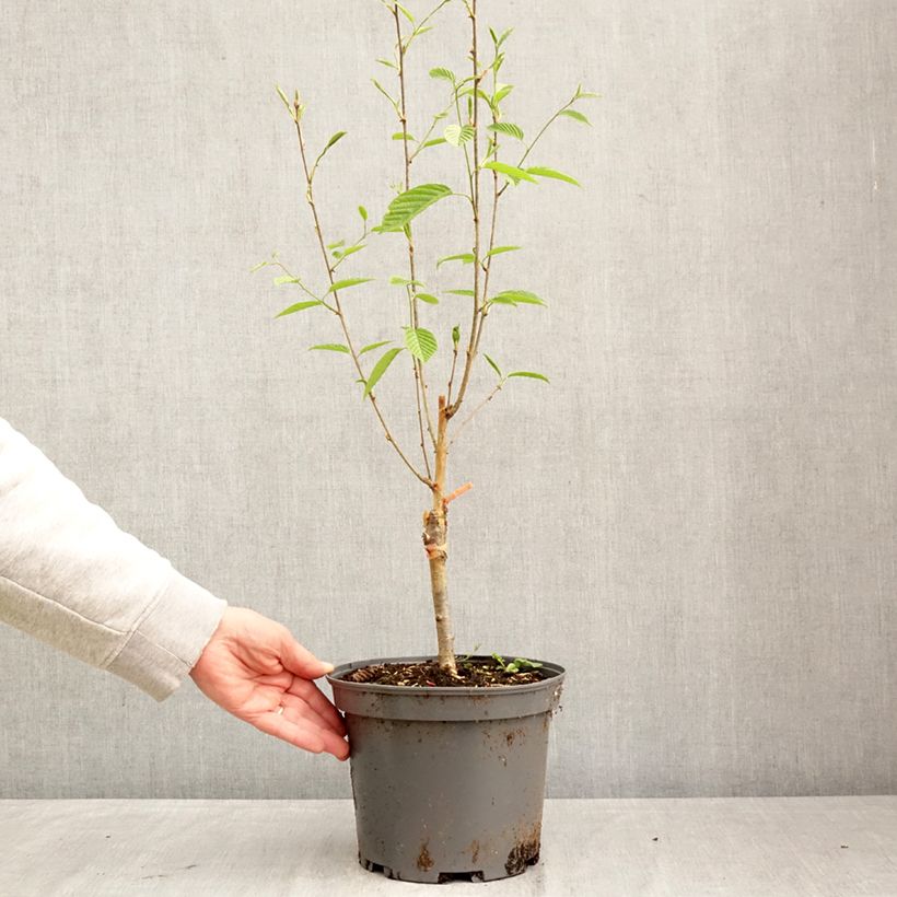 Amostra de Sorbus alnifolia Red Bird - Trainel-do-Japão Vaso de 4 L/5 L tal como entregue na primavera