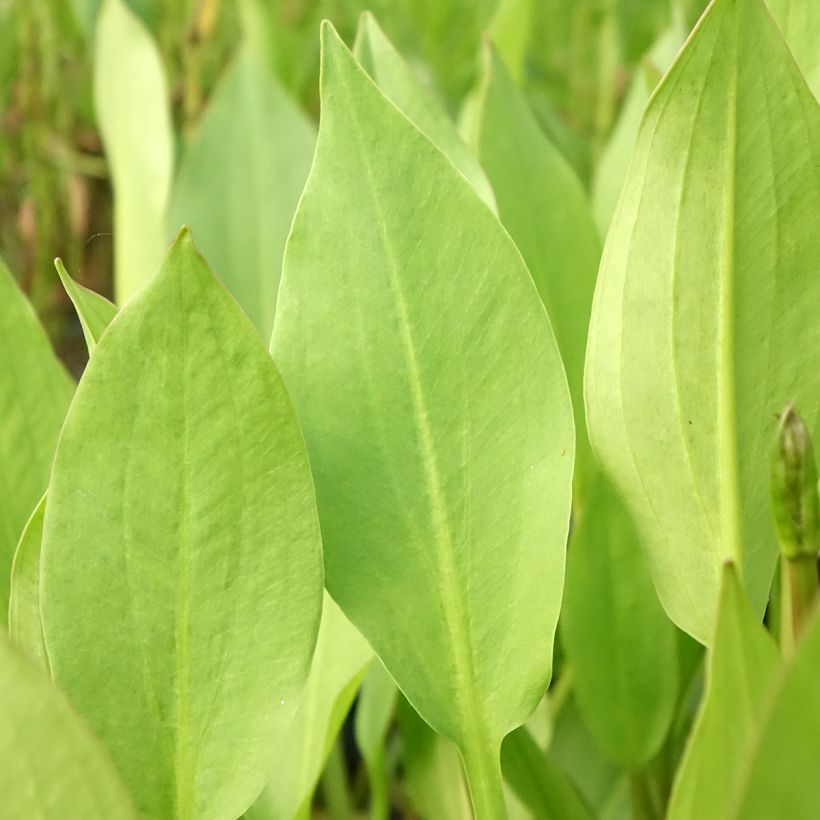Alisma lanceolatum (Folhagem)