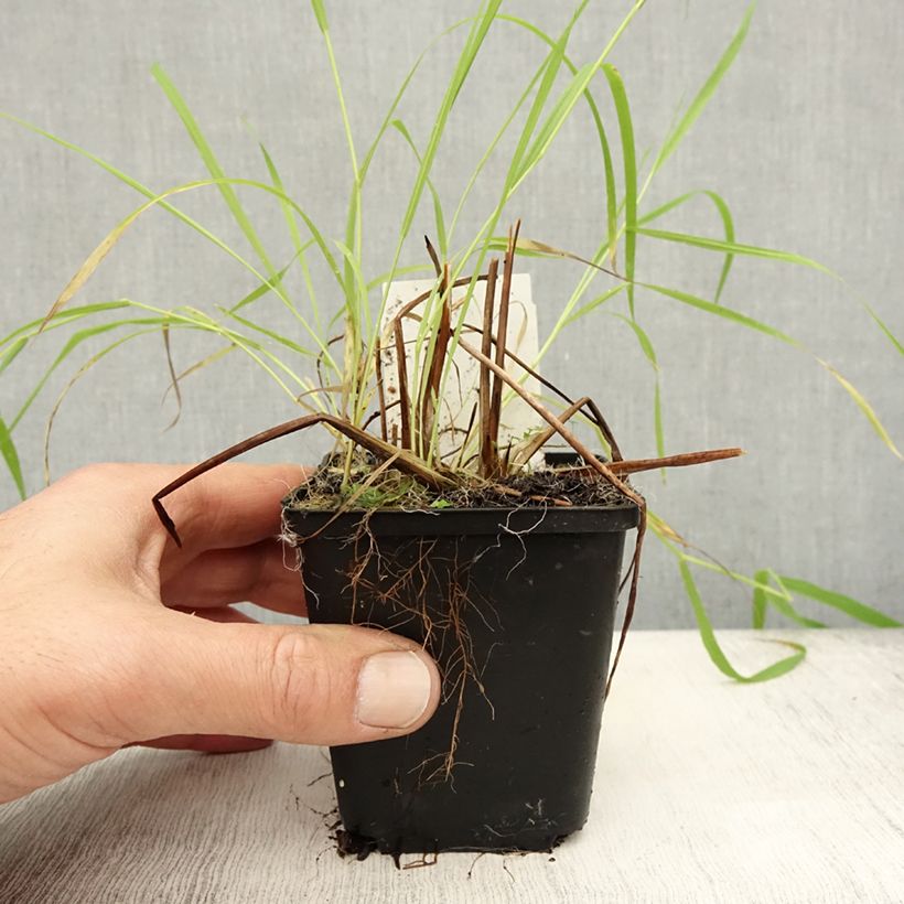 Amostra de Alisma lanceolatum - Plantain d'eau à feuilles lancéolées Godet de 8/9 cm tal como entregue no outono