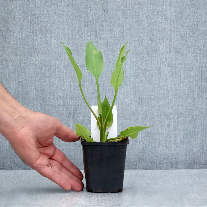 Amostra de Alisma lanceolatum Vaso de 8/9 cm tal como entregue no verão