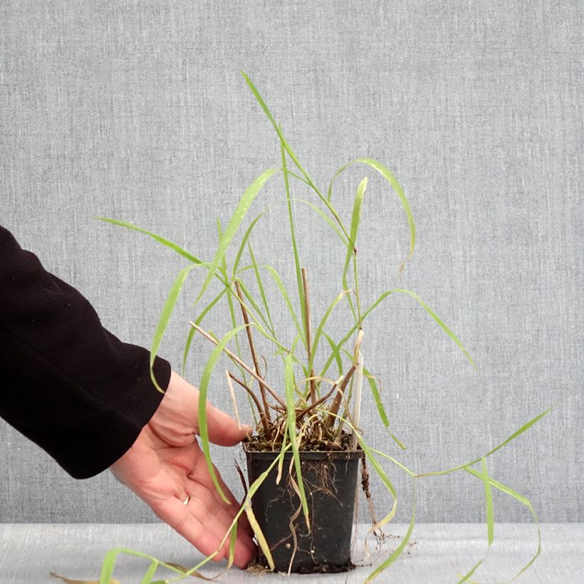 Amostra de Alisma lanceolatum - Plantain d'eau à feuilles lancéolées Godet de 8/9 cm tal como entregue no inverno