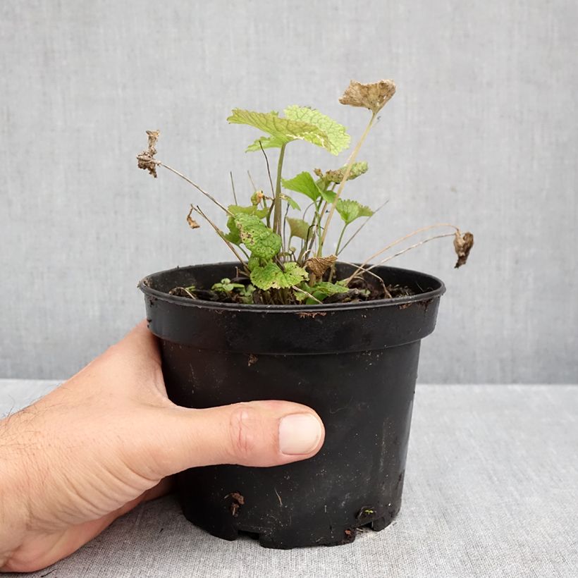 Amostra de Erva-alheira - Alliaria petiolata Vaso de 1,5 L/2 L tal como entregue no outono