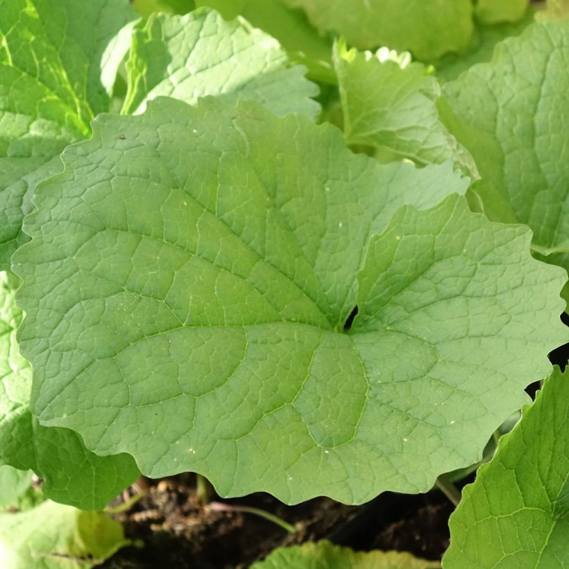 Erva-alheira - Alliaria petiolata (Folhagem)