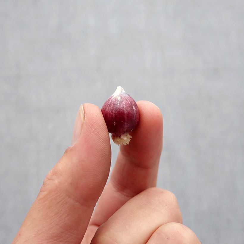 Amostra de Allium amplectens Graceful - Ail d'ornement Bulbo size 5+ tal como entregue no outono