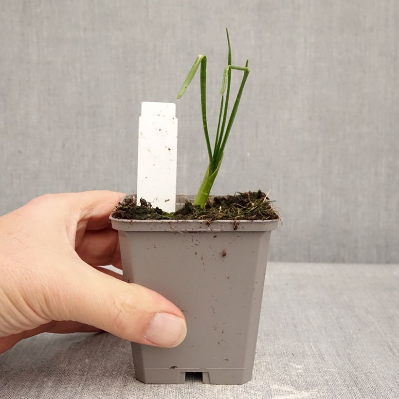 Amostra de Allium Graceful Vaso de 8/9 cm Calibre 4+ tal como entregue no inverno