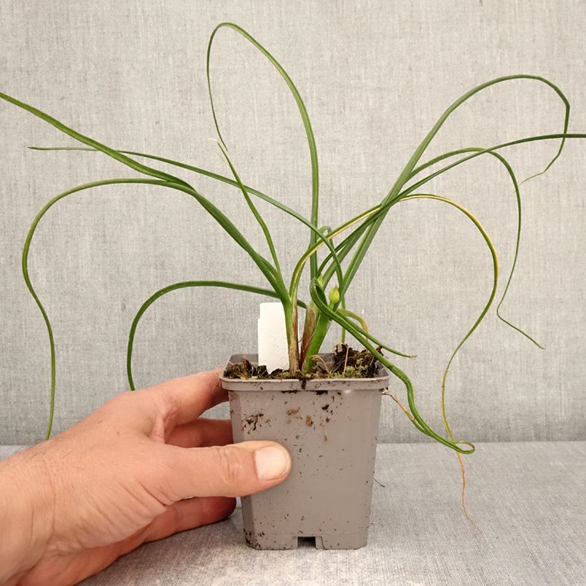 Amostra de Allium Graceful Vaso de 8/9 cm Calibre 4+ tal como entregue na primavera