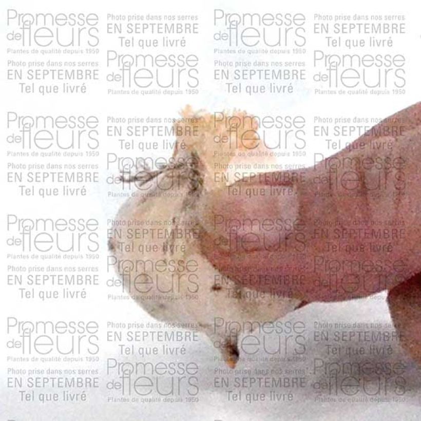 Exemplo de amostra de Ail d'ornement - Allium bulgaricum ou nectaroscordum Bulbe calibre 8/10 tal como entregue