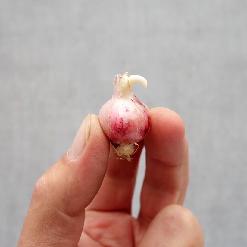 Amostra de Allium carolinianum Rosy Dream - Ail d'ornement Bulbe Kaliber/Größe 6+ tal como entregue no outono