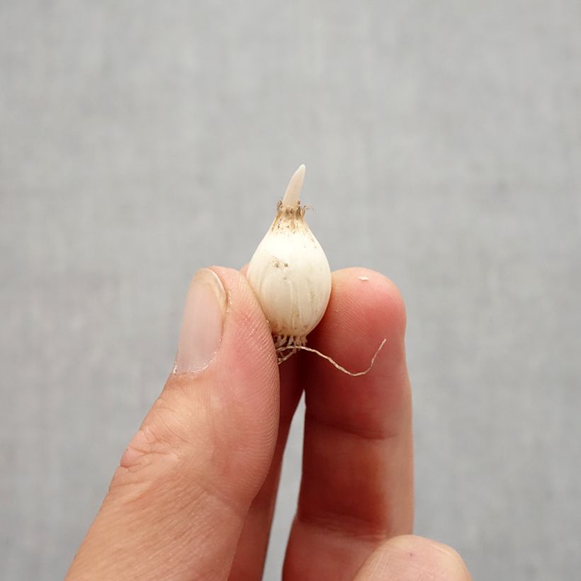 Amostra de Allium chloranthum Yellow Fantasy Bulbo Calibre 6+ tal como entregue no outono