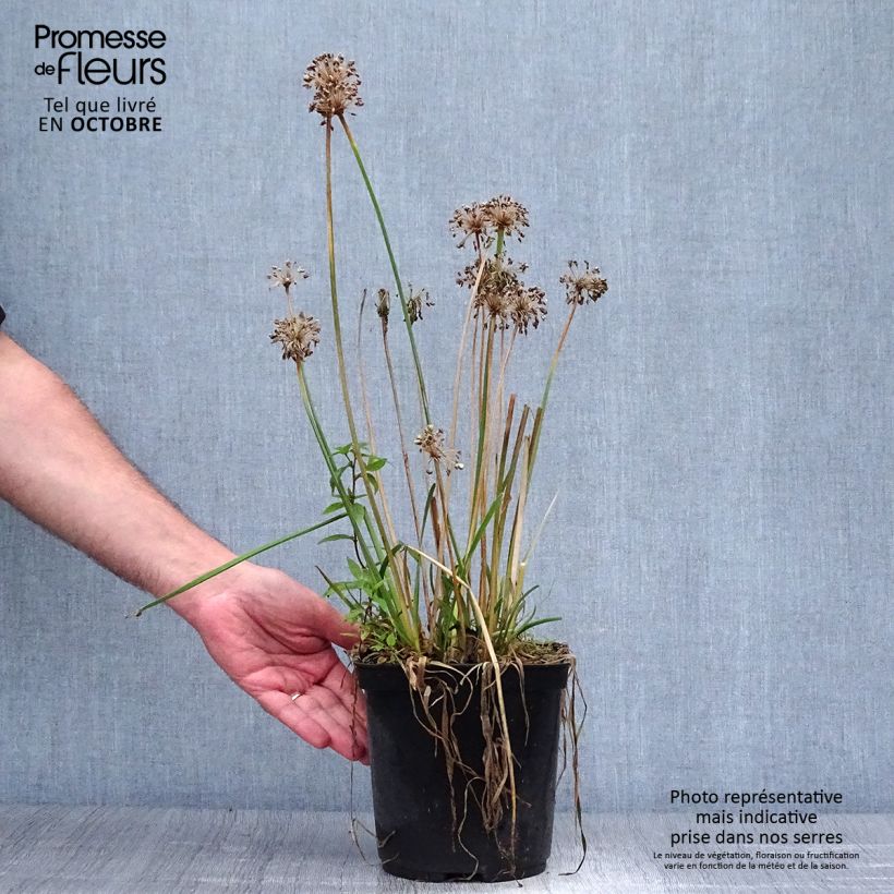 Amostra de Allium Millenium Vaso de 2 L/3 L tal como entregue no outono