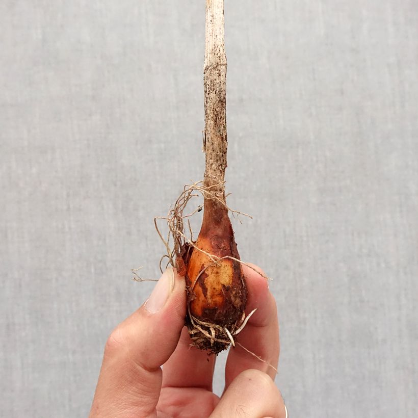 Amostra de Allium obliquum Bulbo Calibre I tal como entregue no outono