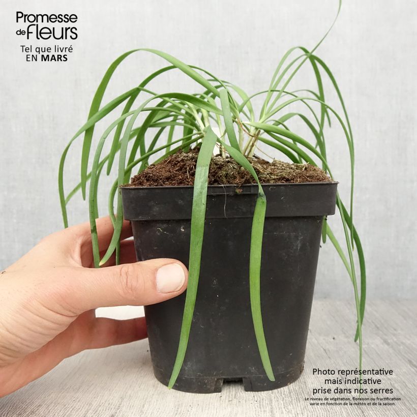 Amostra de Allium tuberosum Cliffs of Dover Vaso de 8/9 cm tal como entregue na primavera