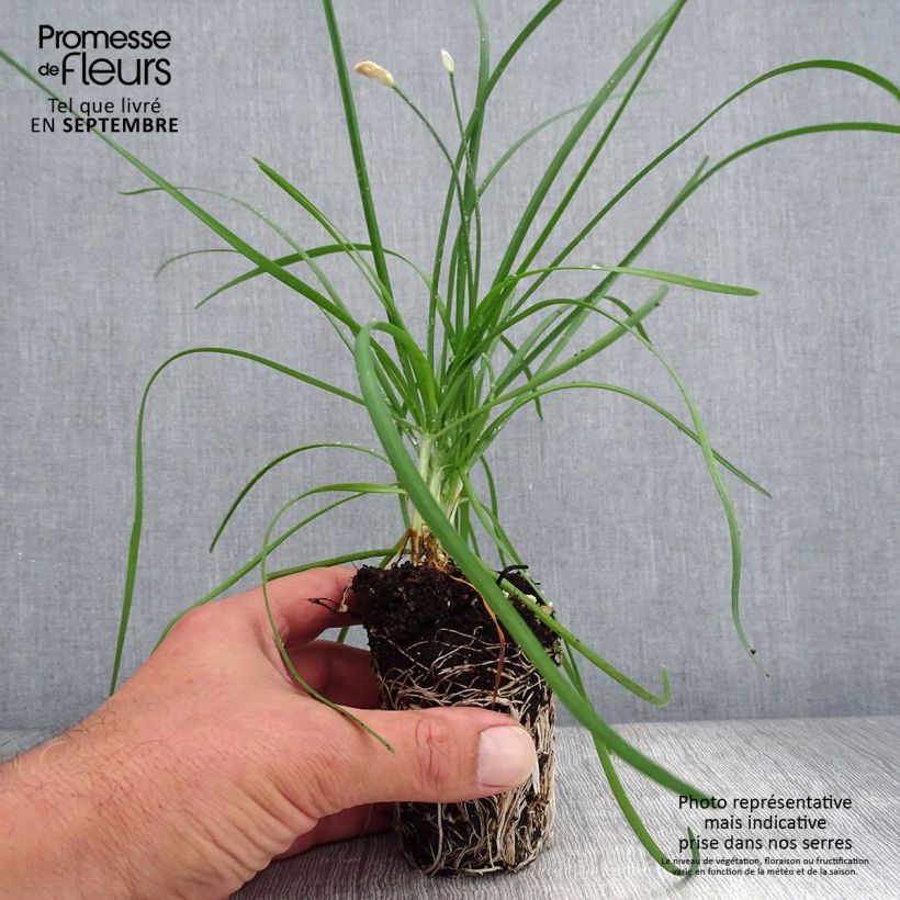 Amostra de Allium tuberosum Cliffs of Dover Mini-torrão Ø 3/4 cm tal como entregue no outono