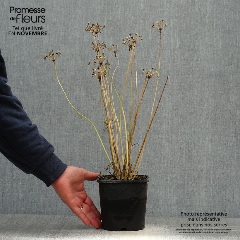 Amostra de Allium tuberosum Cliffs of Dover Vaso de 2 L/3 L tal como entregue no outono