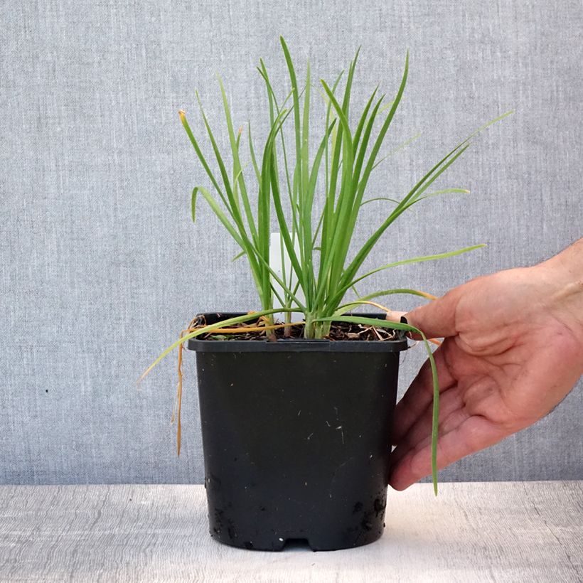 Amostra de Allium tuberosum Cliffs of Dover Vaso de 2 L/3 L tal como entregue no verão