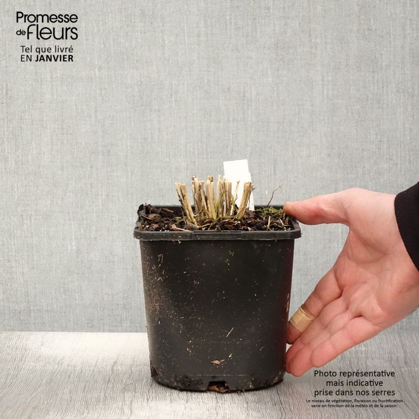 Amostra de Allium tuberosum Cliffs of Dover Vaso de 2 L/3 L tal como entregue no inverno