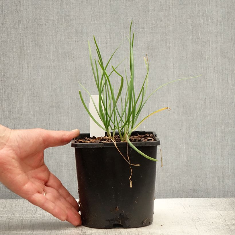 Amostra de Allium tuberosum Cliffs of Dover Vaso de 2 L/3 L tal como entregue na primavera