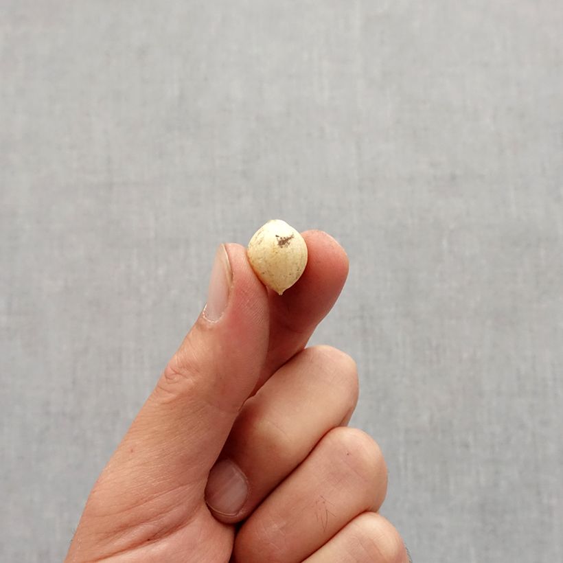 Amostra de Allium zebdanense Bulbo Calibre 4+ tal como entregue no outono