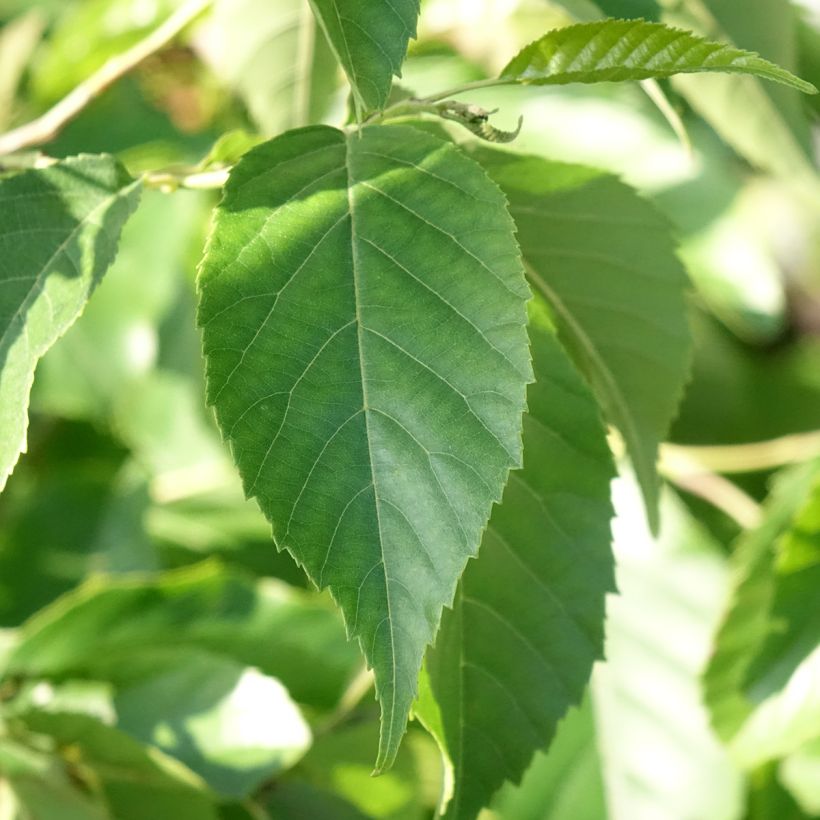 Alnus × spaethii (Folhagem)