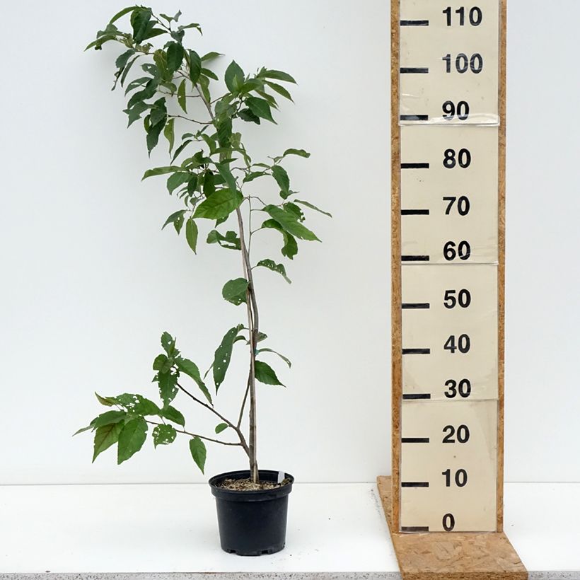 Amostra de Alnus × spaethii Vaso de 3 L/4 L tal como entregue no outono