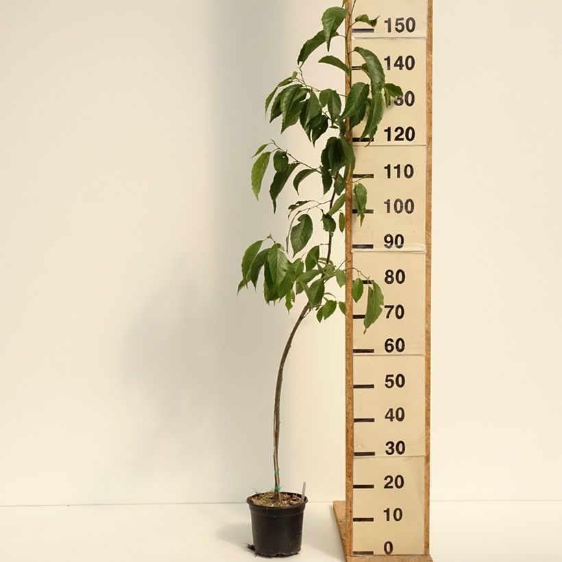 Amostra de Alnus × spaethii Vaso de 3 L/4 L tal como entregue no verão