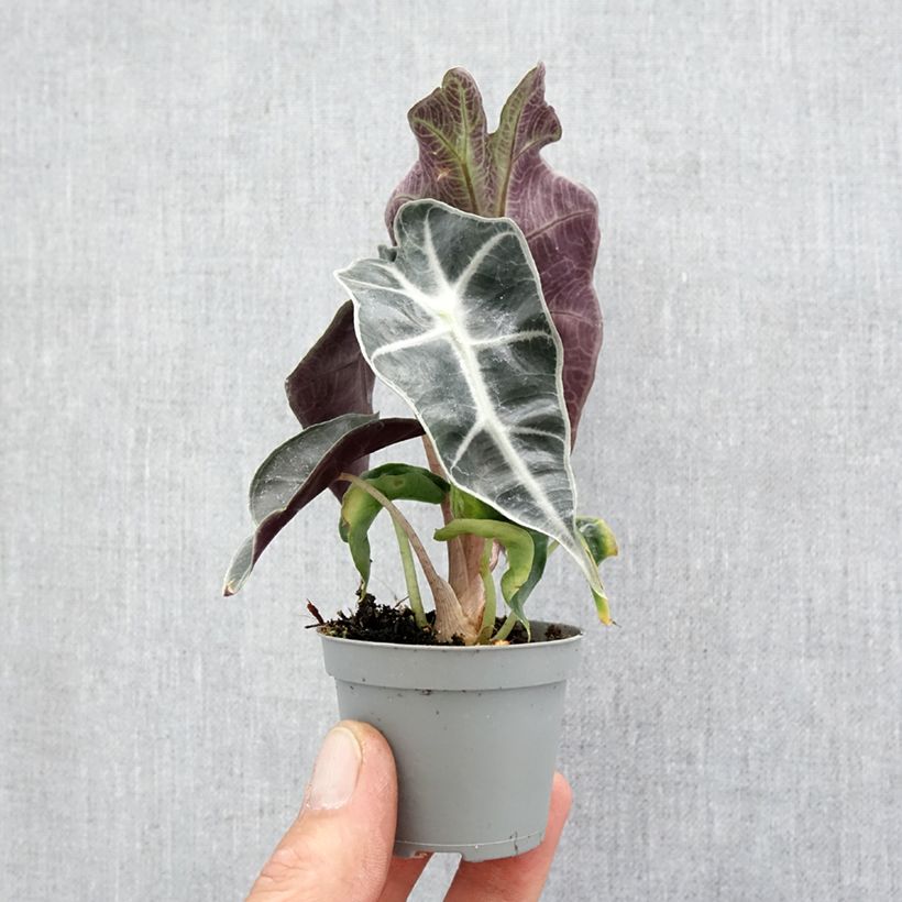 Amostra de Alocasia Amazonica Dwarf - Oreille d'éléphant Mini-plante tal como entregue na primavera