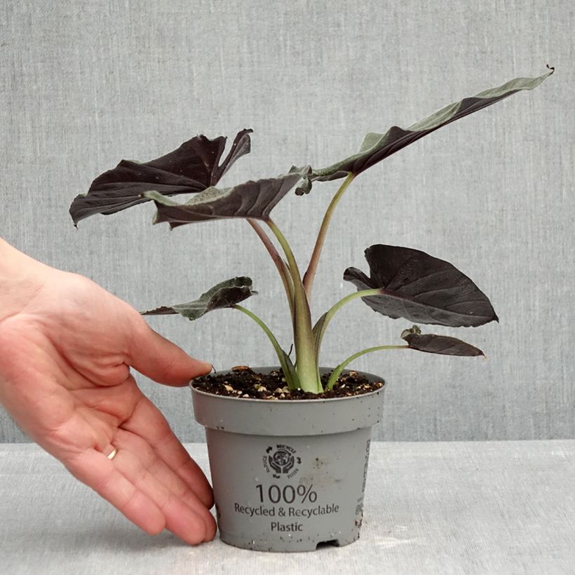 Amostra de Alocasia Antoro Velvet Vaso de 12 cm/13 cm tal como entregue na primavera