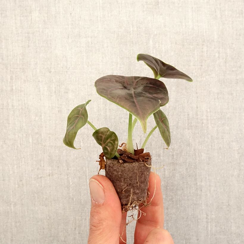 Amostra de Alocasia azlanii - Oreille d'éléphant Mini-plante tal como entregue na primavera