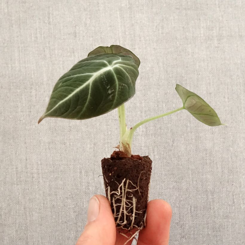 Amostra de Alocasia Black Velvet - Oreille d'éléphant Mini-plante tal como entregue na primavera