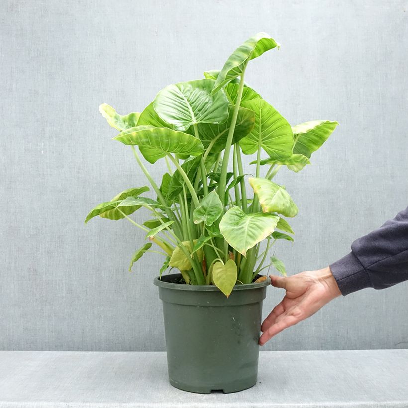 Amostra de Alocasia Calidora - Oreille d'éléphant Pot de 7,5L/10L tal como entregue na primavera