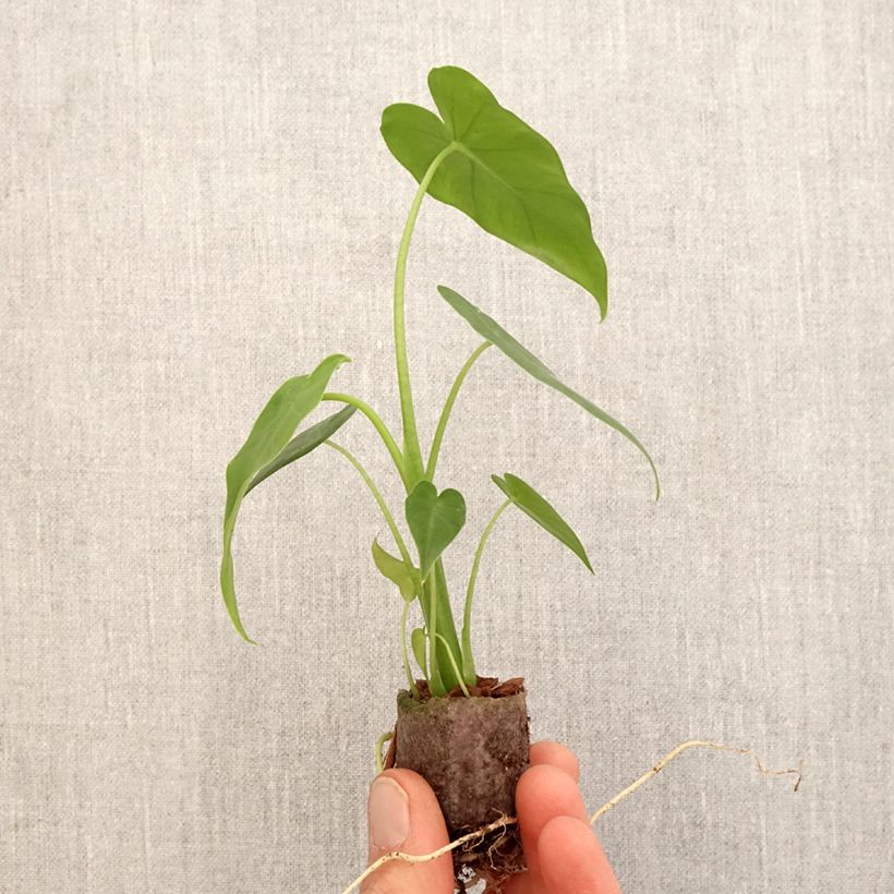 Amostra de Alocasia California - Oreille d'éléphant Mini-plante tal como entregue na primavera