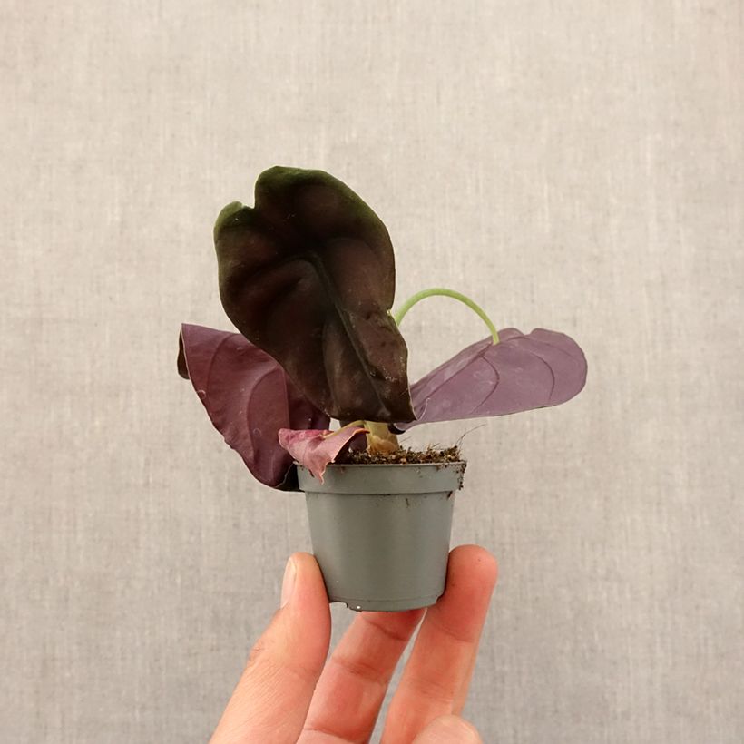 Amostra de Alocasia cuprea Red - Oreille d'éléphant Mini-plante tal como entregue na primavera