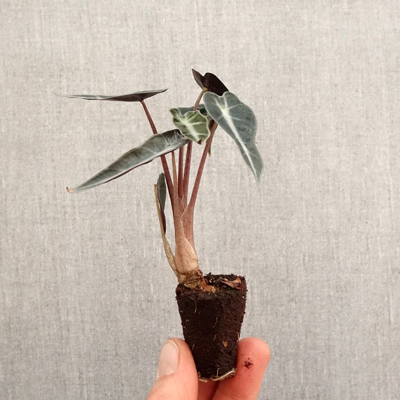 Amostra de Alocasia Curly Bambino - Oreille d'éléphant Mini-plante tal como entregue na primavera