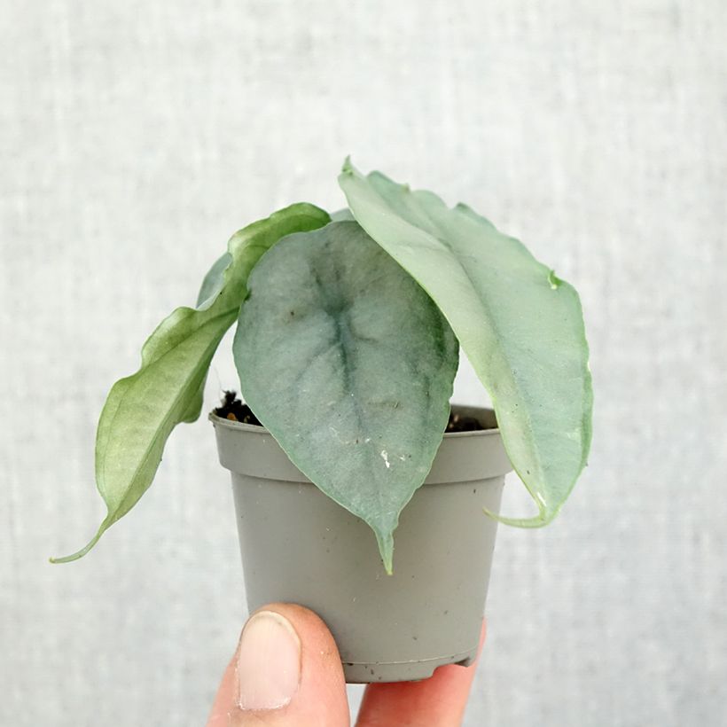 Amostra de Alocasia Dragon's Breath Mini-plante tal como entregue no outono
