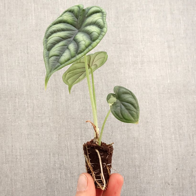 Amostra de Alocasia Dragon Scale Mini-plante tal como entregue na primavera